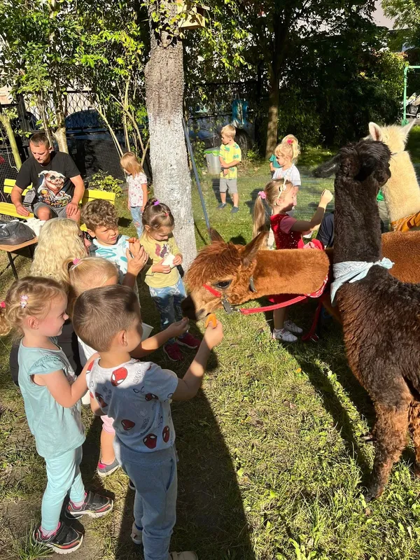 Zdjęcie z albumu Spotkanie z alpakami
