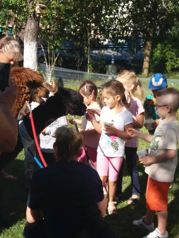 Zdjęcie z albumu Spotkanie z alpakami