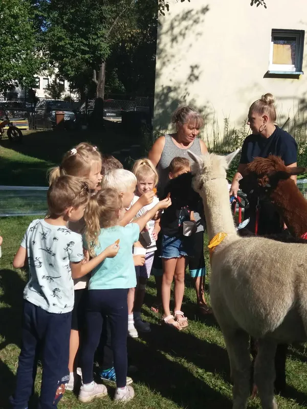 Zdjęcie z albumu Spotkanie z alpakami